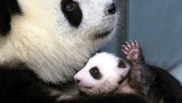 Berlínska zoo má novú atrakciu, malé pandy vypustili do výbehu