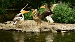 Bojnická zoo zostane pre vtáčiu chrípku zatvorená až do odvolania
